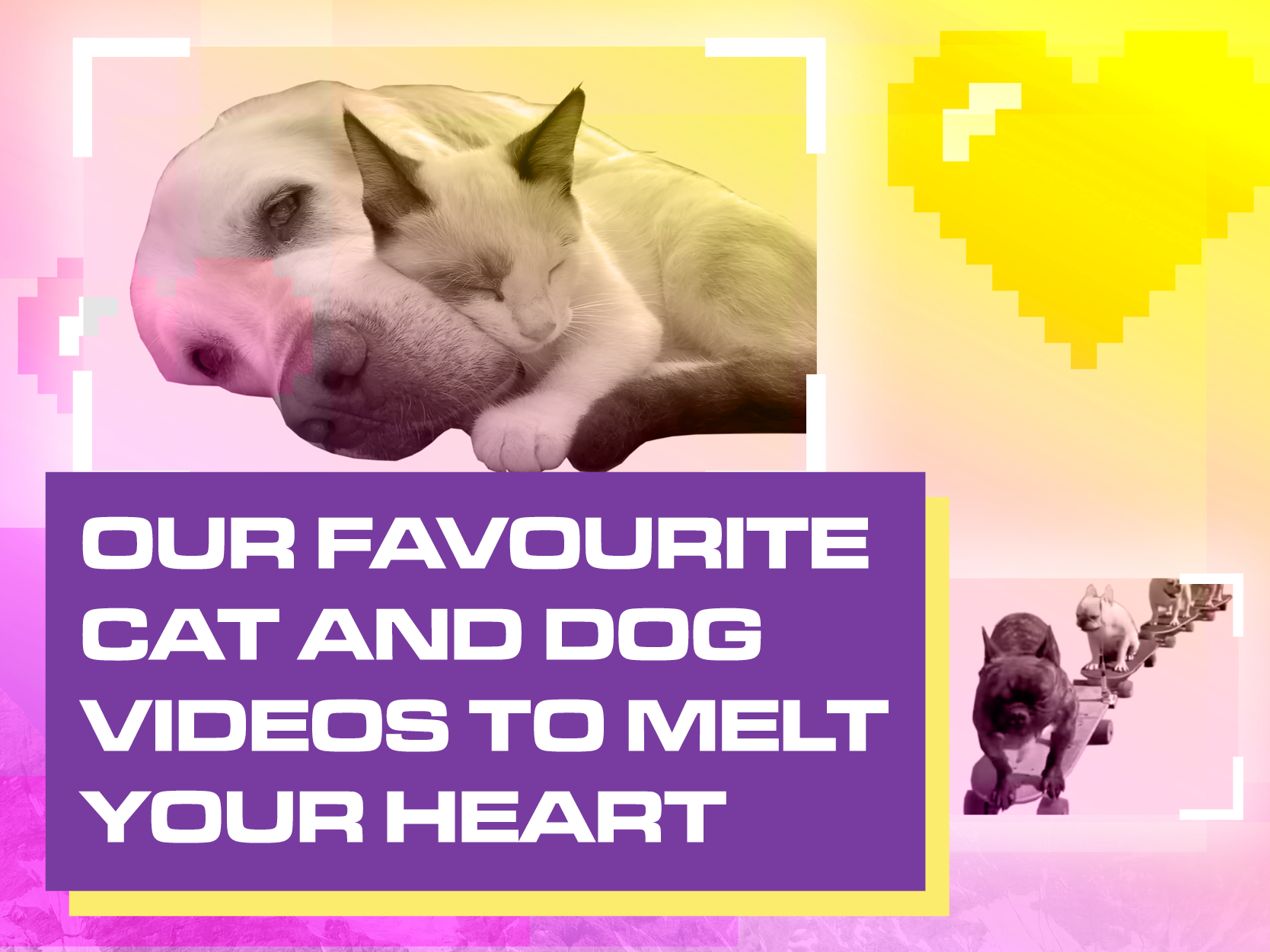 animal-videos-to-melt-your-heart-ncs